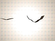 Debee Ashby and friends