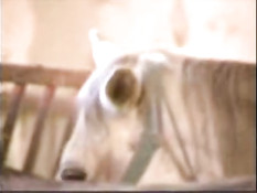 Cassandra as german milk maid