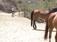 Hot day in the life of a stable boy