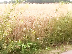 Красивая сисястая малышка в поле