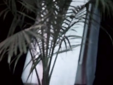 Лесбиянки облизывают пальцы