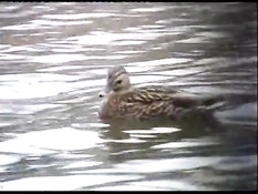 Swedish redhead loves sex in public