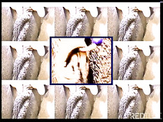 Young and mature lesbians