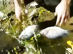 Две подруги Katie Jordin и Nicole Aniston ебутся с незнакомым парнем