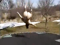 Голая девчонка на улице прыгает на батуте и трахается с приятелем