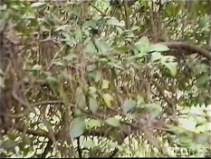 Bisexua latino party in free nature