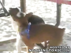 Horny dog jerks himself off