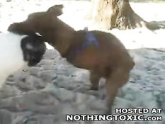 Horny dog jerks himself off