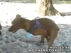 Horny dog jerks himself off