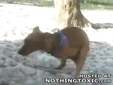 Horny dog jerks himself off