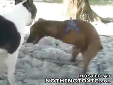 Horny dog jerks himself off