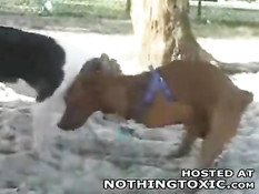 Horny dog jerks himself off