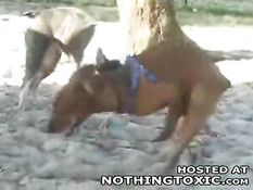 Horny dog jerks himself off