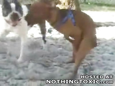 Horny dog jerks himself off