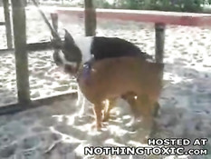 Horny dog jerks himself off