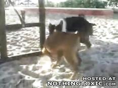 Horny dog jerks himself off