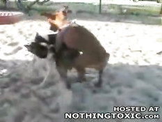 Horny dog jerks himself off