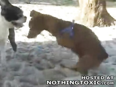 Horny dog jerks himself off