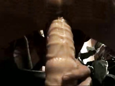 Scene stealer with swallow