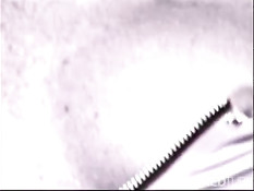 Three bitches dildoing