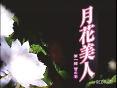 Связанной хентай девчонке приходится отсасывать парнишке член