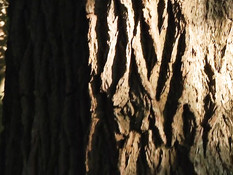 Симпатичная девчонка отсасывает мужчине и проглатывает сперму