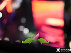 Худая мулаточка Ashley Pink принимает ванну и трахается с белым