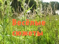 Весёлые сюжеты