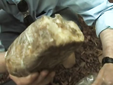 Весёлые сюжеты