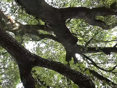 Мужик порет в лесу привязанную к дереву обнажённую блондинку