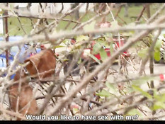 Блондинка снимает на улице парня и занимается сексом в кустиках