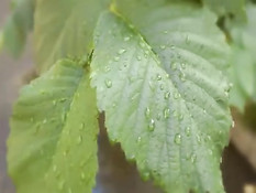 Naughty ! / Шаловливые !