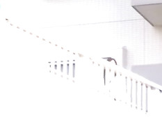 Японским девушкам нравятся развратные секс игры в вагоне метро