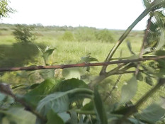 Девка в солнцезащитных очках раздевается и мастурбирует на лугу