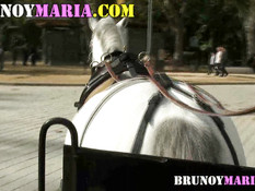 Блондинка сосала парню член в конном экипаже и ебалась раком в парке