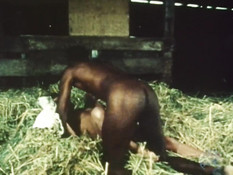 Чёрный мужчина ебёт на сеновале неудовлетворённую белую любовницу