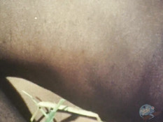 Чёрный мужчина ебёт на сеновале неудовлетворённую белую любовницу