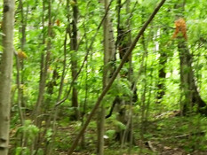 Пошёл по тропинке за рыжей русской бесстыдницей и отодрал её в лесу