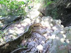 Парень привёз в джунгли молодую блондинку и отымел раком возле ручья