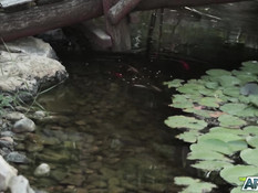 Мечтательные русские красотки ласкали друг дружку и ебались с парнем