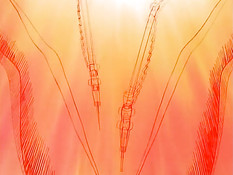 Stainless Night / Ночь без страха и упрёка