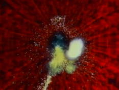 Hana to Hebi The Animation / Цветок и змея