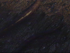 Lara in Trouble / Лара в беде