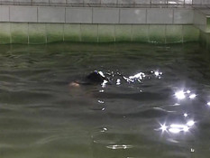 Совращение 3