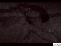 Две юные лесбиянки ласкали друг дружку и ебались с послушным мужиком