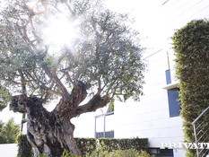 Худенькая русская блондинка трахается с лысым мужиком возле бассейна