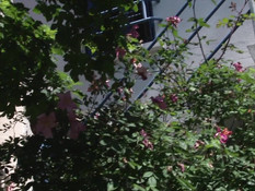 Парень отпердолил в анус худую зрелую даму и обкончал большую грудь