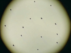 Pianist / Пианист