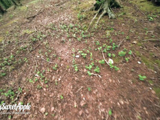 Молодая брюнетка сосёт хуй и ебётся со своим бойфрендом посреди леса